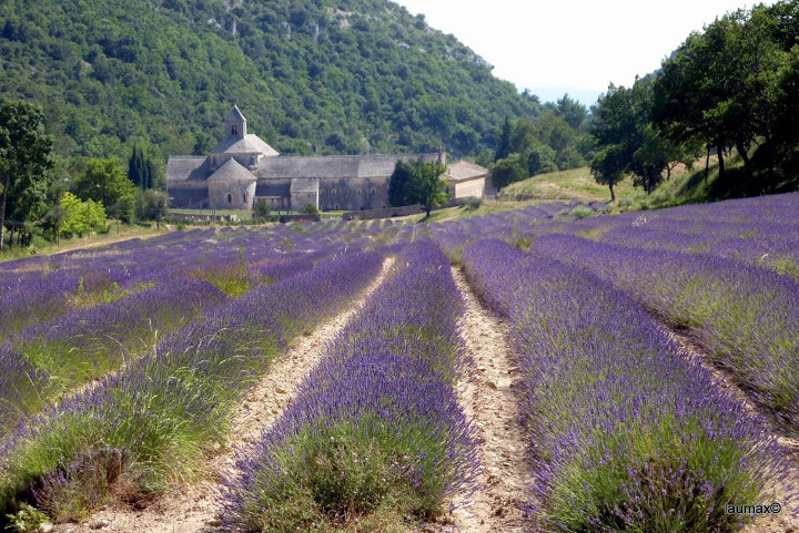 Abbazia di Senanque