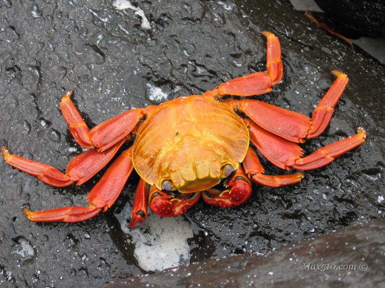 Galpagos - Red Crab