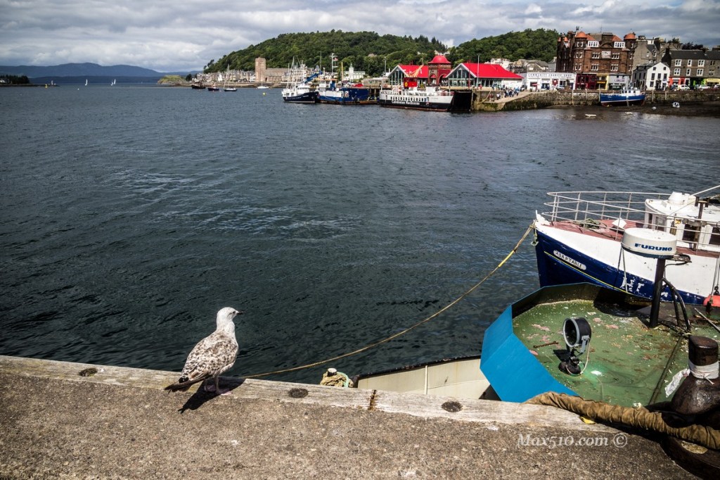 the seagull of Oban