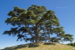 Cedro del Libano