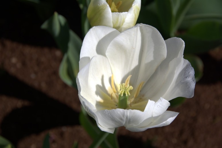 Julie Powell December One Photo Focus